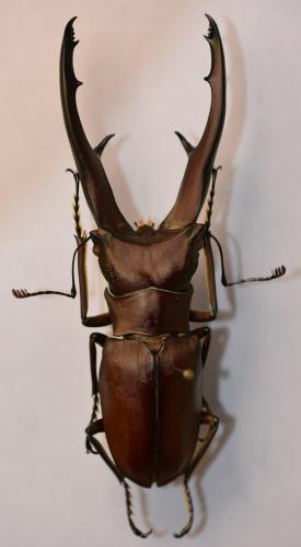 Cyclommatus imperator